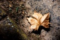 Autumn on the ground