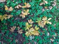 Autumn on the ground fallen yellow oak leaves and acorns Royalty Free Stock Photo