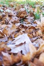 Autumn ground with leaves