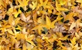 Autumn Groundcovering (Seamless)