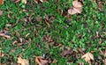Autumn Groundcovering (Seamless) Royalty Free Stock Photo