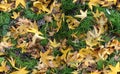 Autumn Groundcovering (Seamless) Royalty Free Stock Photo