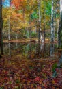 Autumn at Gum Swamp in Cades Cove Royalty Free Stock Photo