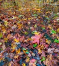 Autumn at Gum Swamp in Cades Cove Royalty Free Stock Photo