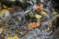 Autumn gurgle in the mountains Royalty Free Stock Photo