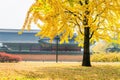 Autumn in Gyeongbukgung Palace,Korea.