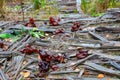 Autumn gyromitra (Gyromitra infula