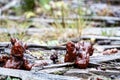 Autumn gyromitra (Gyromitra infula