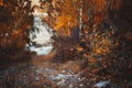 Autumn hall between birches, Altai Royalty Free Stock Photo