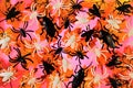 Autumn Halloween background-insects on maple leaves. Halloween is the main celebration of the supernatural, the custom of scaring