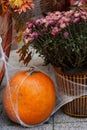 autumn, Halloween pumpkin, wrapped in spider webs and basket of dried purple flowers