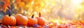 Autumn Halloween pumpkins. Orange pumpkins over bright autumnal nature background