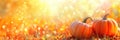 Autumn Halloween pumpkins. Orange pumpkins over bright autumnal nature background