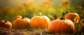 Autumn Halloween pumpkins. Orange pumpkins over nature background pumpkin on grass Generative AI Royalty Free Stock Photo