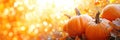 Autumn Halloween pumpkins. Orange pumpkins over bright autumnal nature background