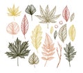 Autumn. Hand drawn vector illustrations. Set of fall leaves. For