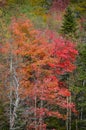 Autumn hardwoods in full color in Adirondack Mountains