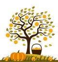 Autumn harvest Royalty Free Stock Photo