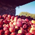 Autumn harvest of apple on Ukrainian farm