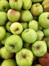 Autumn harvest apples background. Green apples grown in the garden. Vertical shot