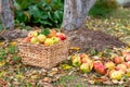 Autumn harvest of apples in the garden. Ripe apples in a wicker basket