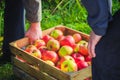 Autumn harvest apples wooden crate box carried people hand