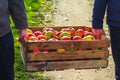 Autumn harvest apples wooden crate box carried people hand