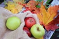 Autumn harvest - a bag with apples and leaves Royalty Free Stock Photo