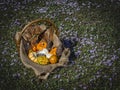 Autumn Harvest in a Basket on Field of Flowers Royalty Free Stock Photo