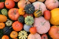 Squash and pumpkins.