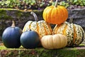 Autumn harvest of colourful pumpkin and squash variety