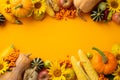 Autumn harvest concept. Top view photo of vegetables pumpkins zucchini corn pattypans apples pear pepper gourds sunflowers and Royalty Free Stock Photo