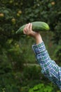 Autumn harvest of cucumbers Royalty Free Stock Photo