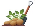 Autumn harvest, digging potatoes from the ground Royalty Free Stock Photo