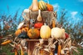 Autumn Harvest Display with Pumpkins and Gourds Royalty Free Stock Photo
