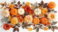 Autumn Harvest: Dried Leaves, Pumpkins, Flowers, and Berries on White Background. Perfect for Halloween and Thanksgiving. Top Royalty Free Stock Photo