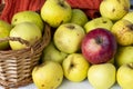 Autumn harvest. Fall concept. Yellow apples in a basket. Light background. Selective focus. Top view Royalty Free Stock Photo