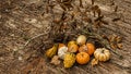 Autumn Harvest with Forest Debris on a Wooden Bridge