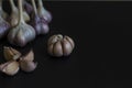 Autumn harvest of fragrant spicy garlic bulbs, heads of garlic, individual cloves on a dark black background.