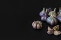 Autumn harvest of fragrant spicy garlic bulbs, heads of garlic, individual cloves on a dark black background. Fresh gralic cloves.