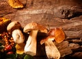 Autumn harvest of fresh porcini mushrooms