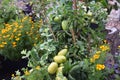 Autumn harvest. Green tomatoes in the garden. Royalty Free Stock Photo