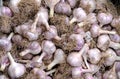 Autumn harvest - Heads of pruned garlic