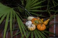 Autumn Harvest Highlighted on a Tropical Background