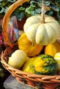 Autumn Harvest and Holiday still life. Happy Thanksgiving. Selection of various pumpkins on dark wooden background Royalty Free Stock Photo