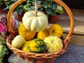 Autumn Harvest and Holiday still life. Happy Thanksgiving. Selection of various pumpkins on dark wooden background Royalty Free Stock Photo