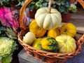 Autumn Harvest and Holiday still life. Happy Thanksgiving. Selection of various pumpkins on dark wooden background Royalty Free Stock Photo