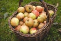 Autumn harvest of juicy and edible apples from a country apple orchard. An ancient tool for picking apples from remote places on Royalty Free Stock Photo