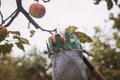 Autumn harvest of juicy and edible apples from a country apple orchard. An ancient tool for picking apples from remote places on Royalty Free Stock Photo