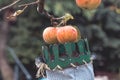 Autumn harvest of juicy and edible apples from a country apple orchard. An ancient tool for picking apples from remote places on Royalty Free Stock Photo